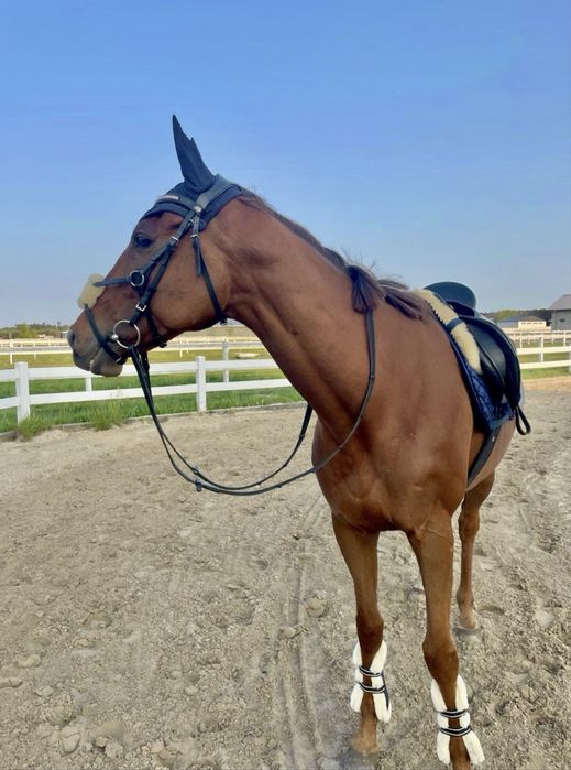 Bezpieczny wałach 6 lat kasztan