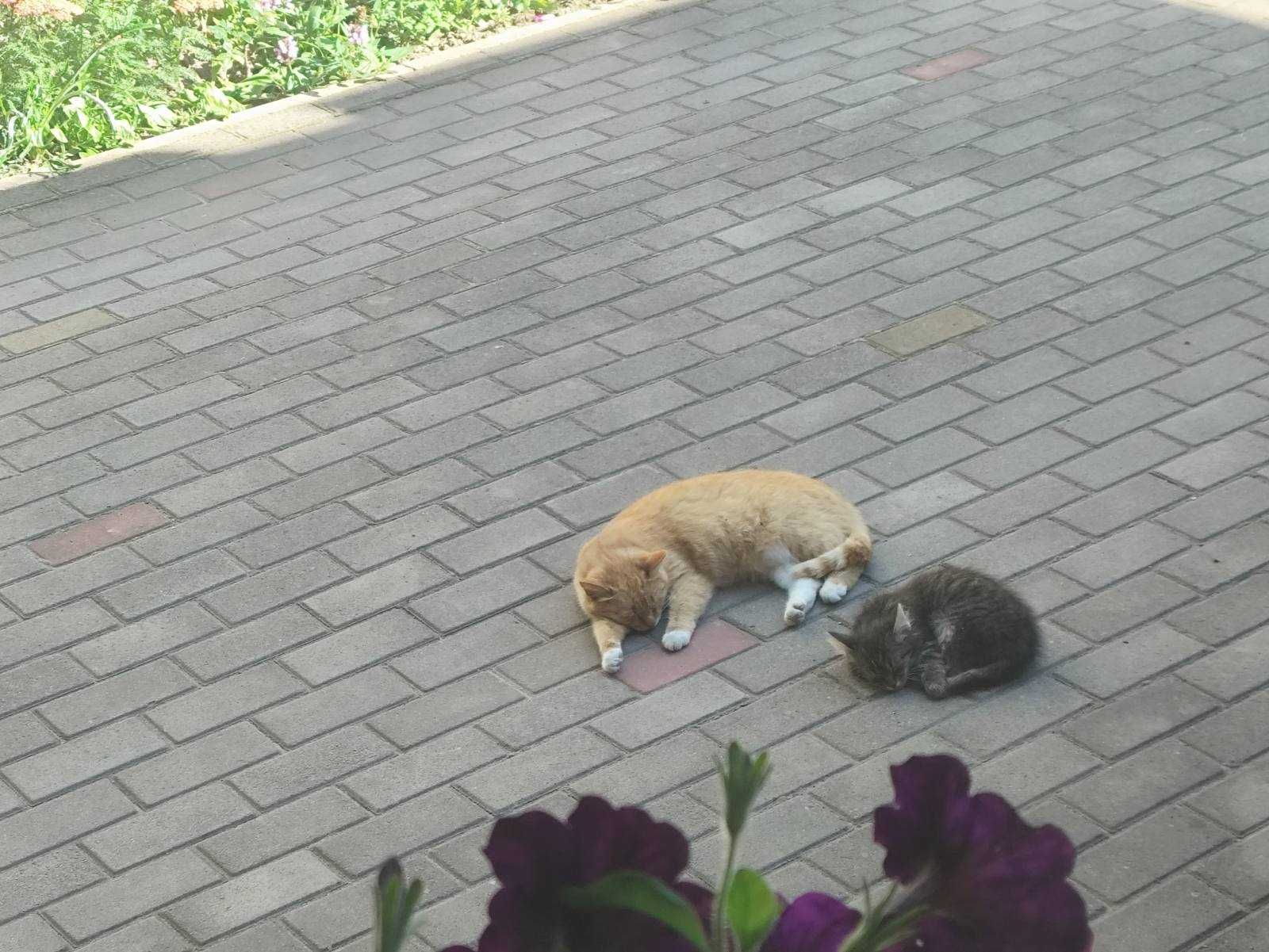 Котеня в хороші ручки
