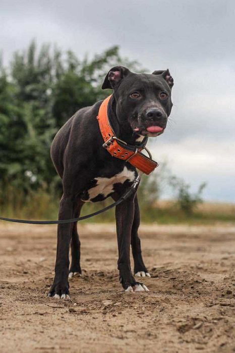 suczka pitbull do adopcji pit bull amstaff