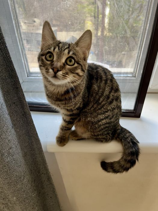 Котенок Шухер 4,5-5 мес,привит