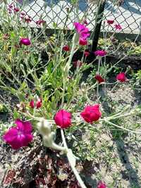 Firletka kwiecista fioletowa młode sadzonki