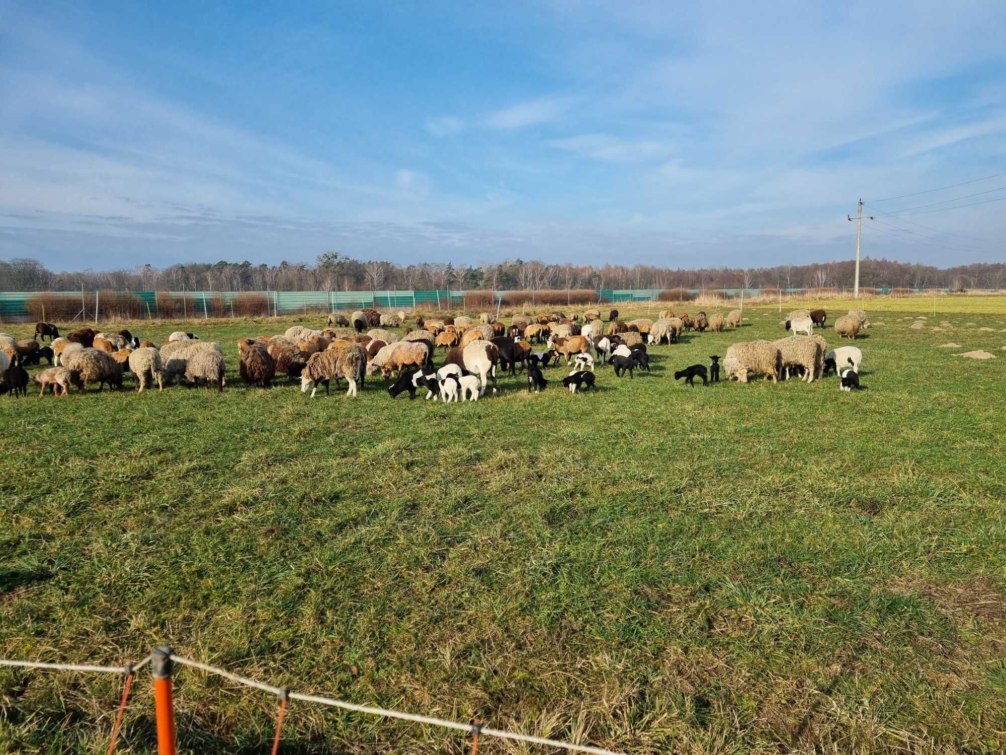 Owce różne rodzaje owiec jak i czysto rasowe owce dorper