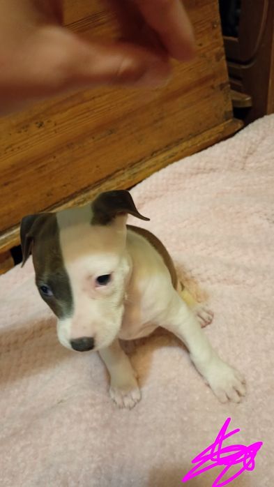 Niebieskookie American Staffordshire terrier szczeniaki amstaff blue