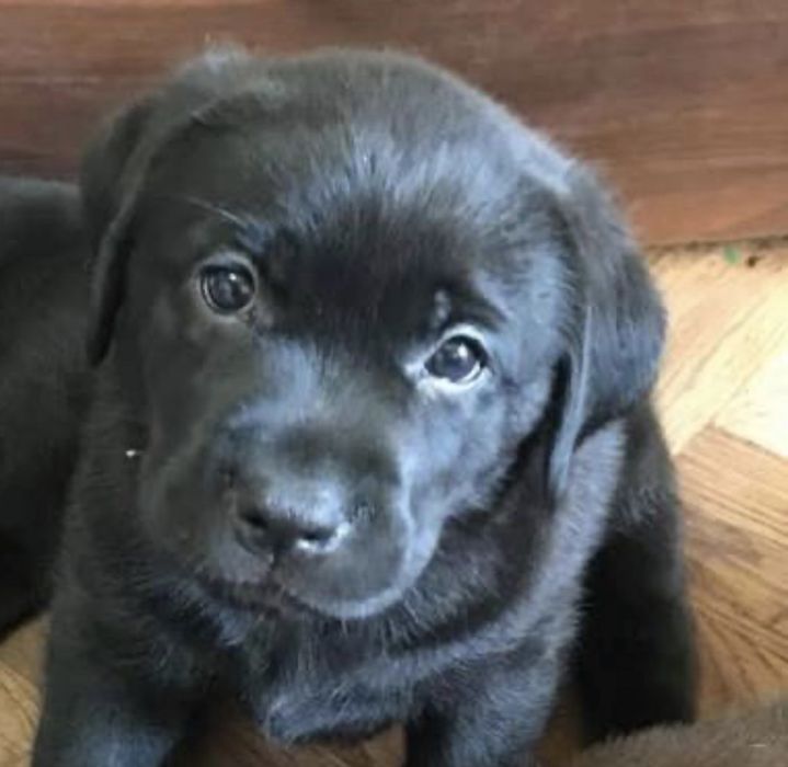 Цуценята лабрадора