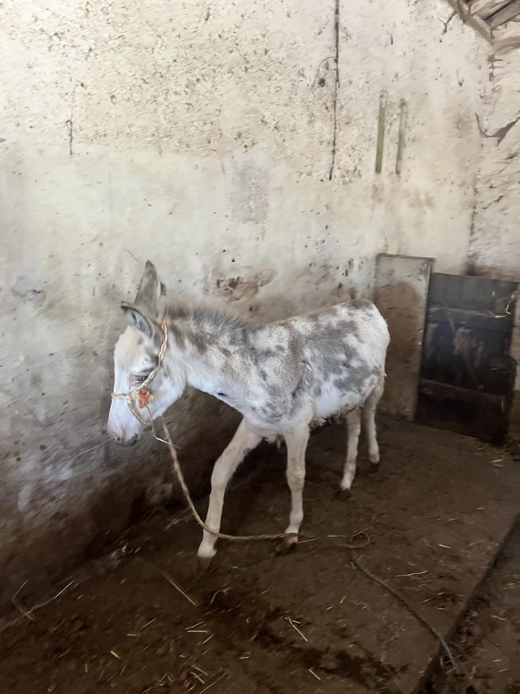 Burrinho anao malhado