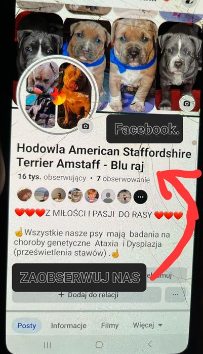 Amstaff bardzo  mocny ,przebadany jedyny taki !