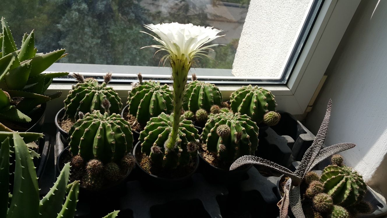 Echinopsis kaktus sukulent kwiat domowy plus gratis.