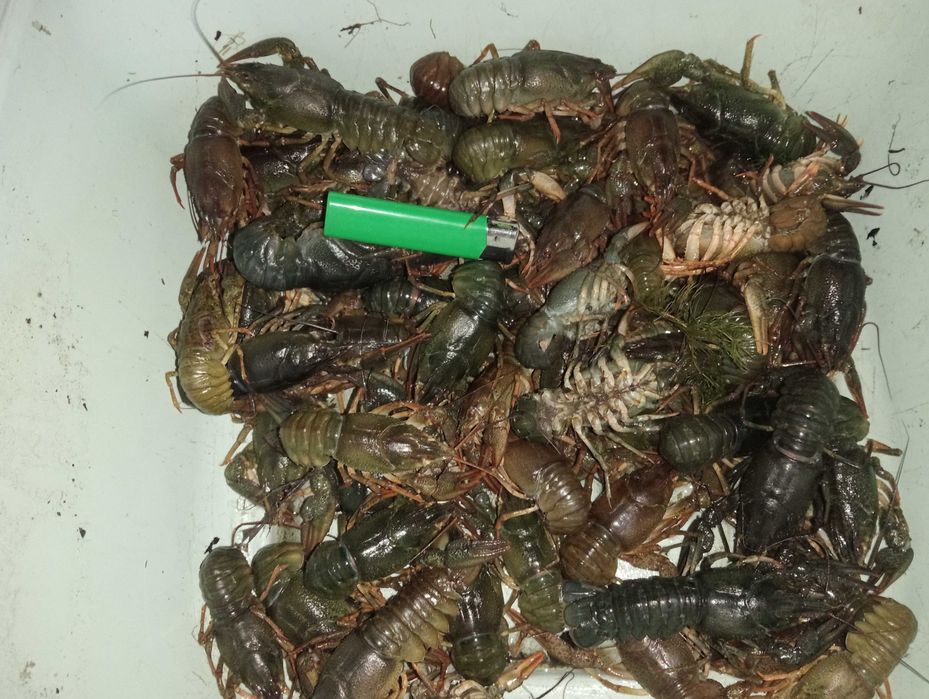 Раки живі озерні