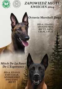 Owczarek Belgijski Malinois