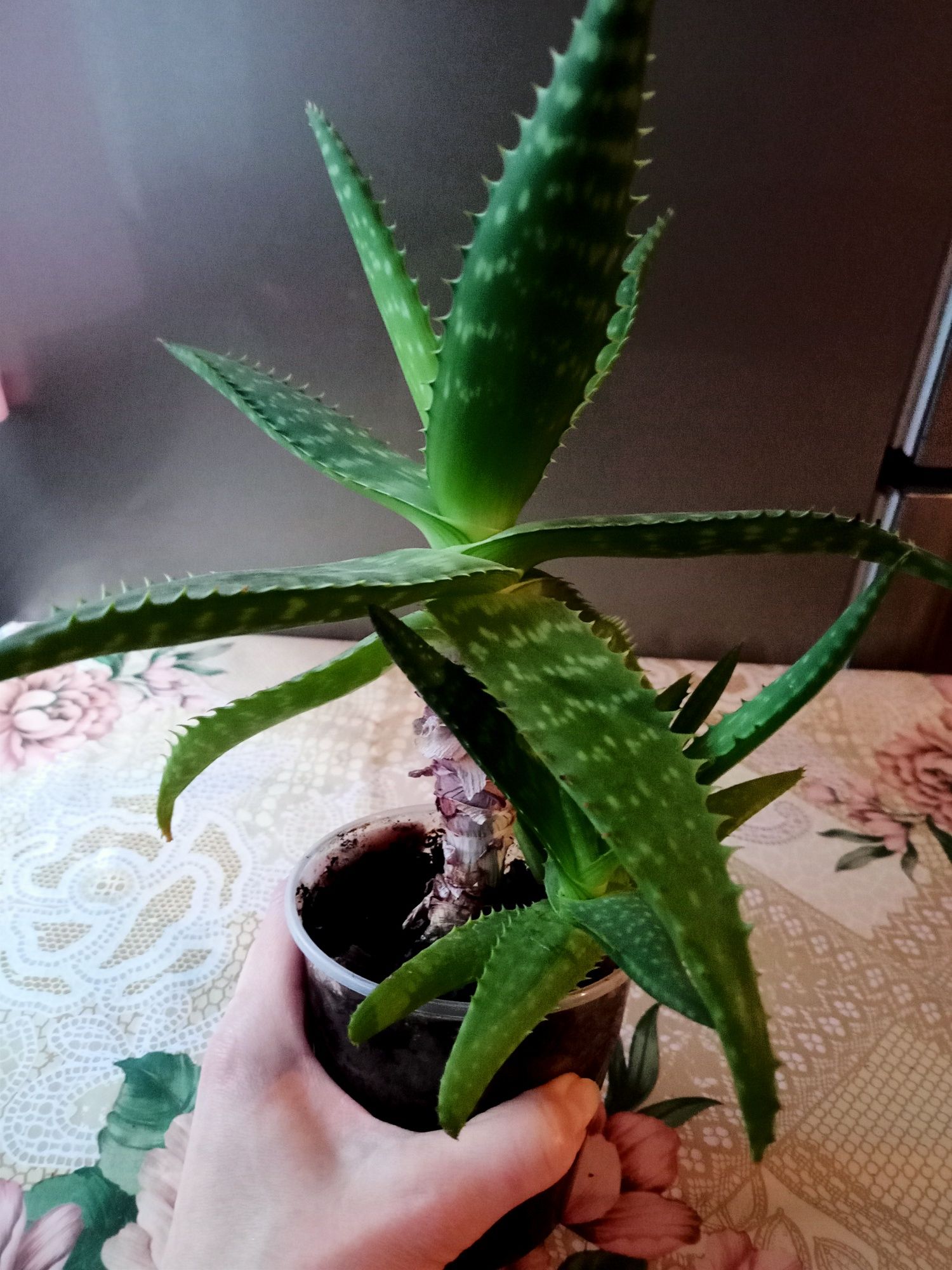 Aloes zwyczajny ok 33 cm wysokości