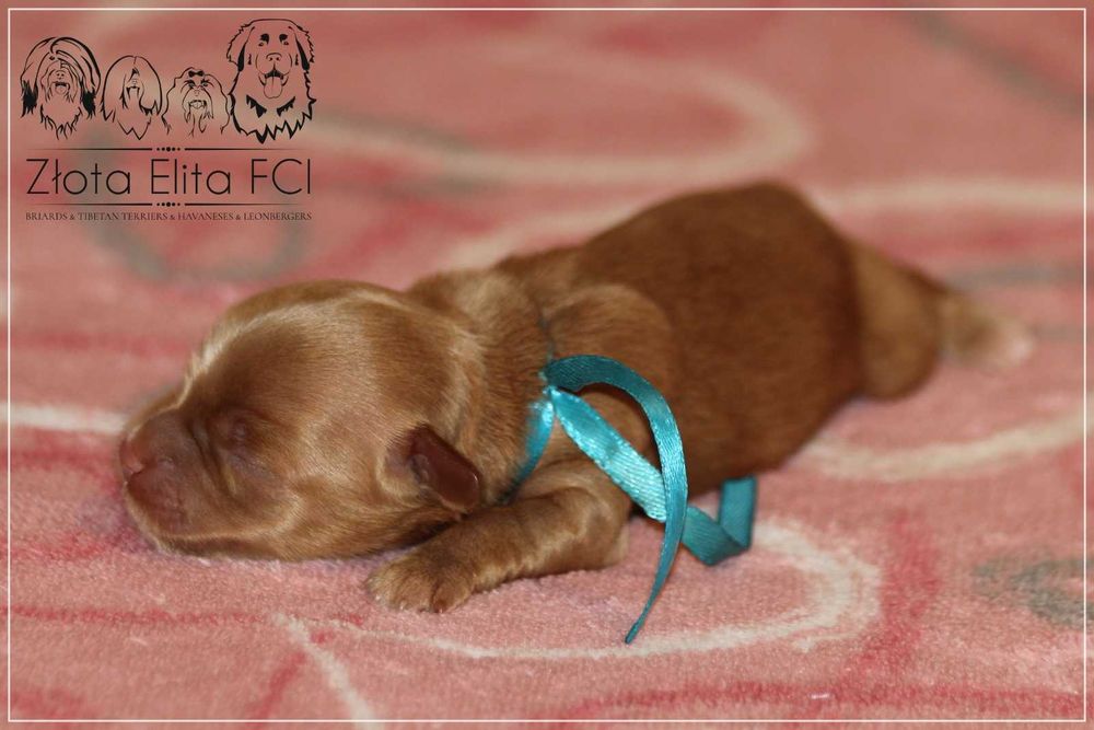 Hawańczyk piesek z rodowodem ZKwP /FCI