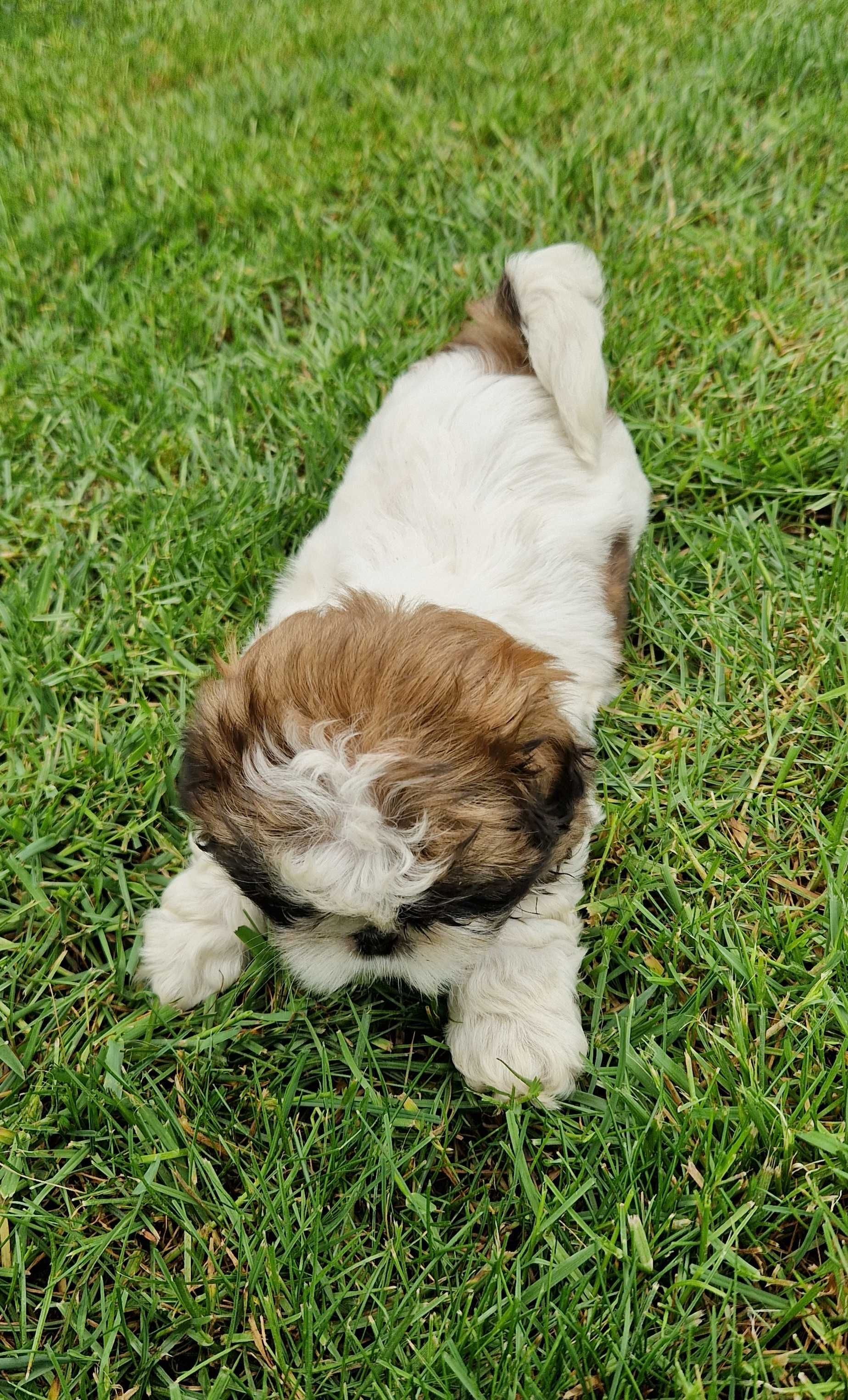 Szczeniak Shih-tzu piesek