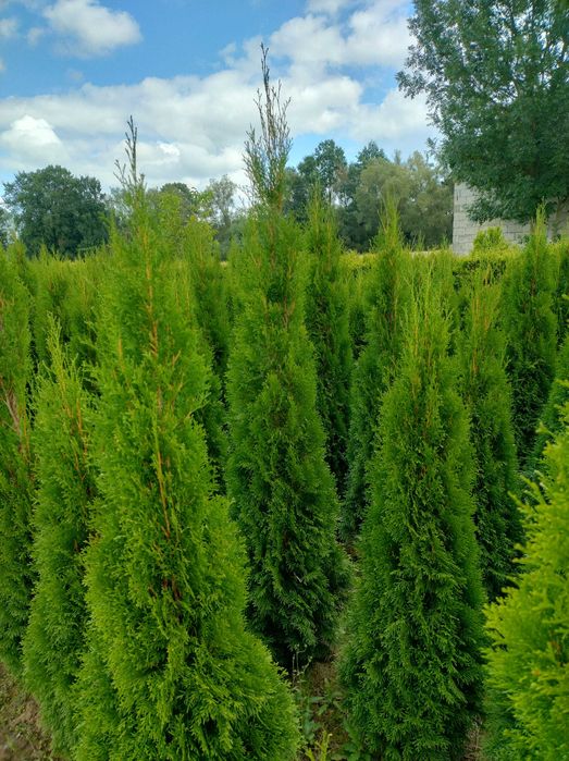 Tuja Szmaragd 150-200.Wyprzedaż.Dowóz