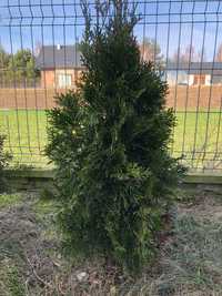 Thuja 6zł sztuka wys 60-75cm