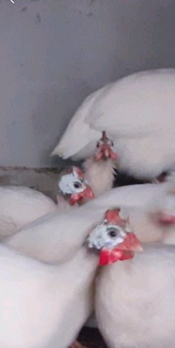 цесарки білі молоді пара для розведення