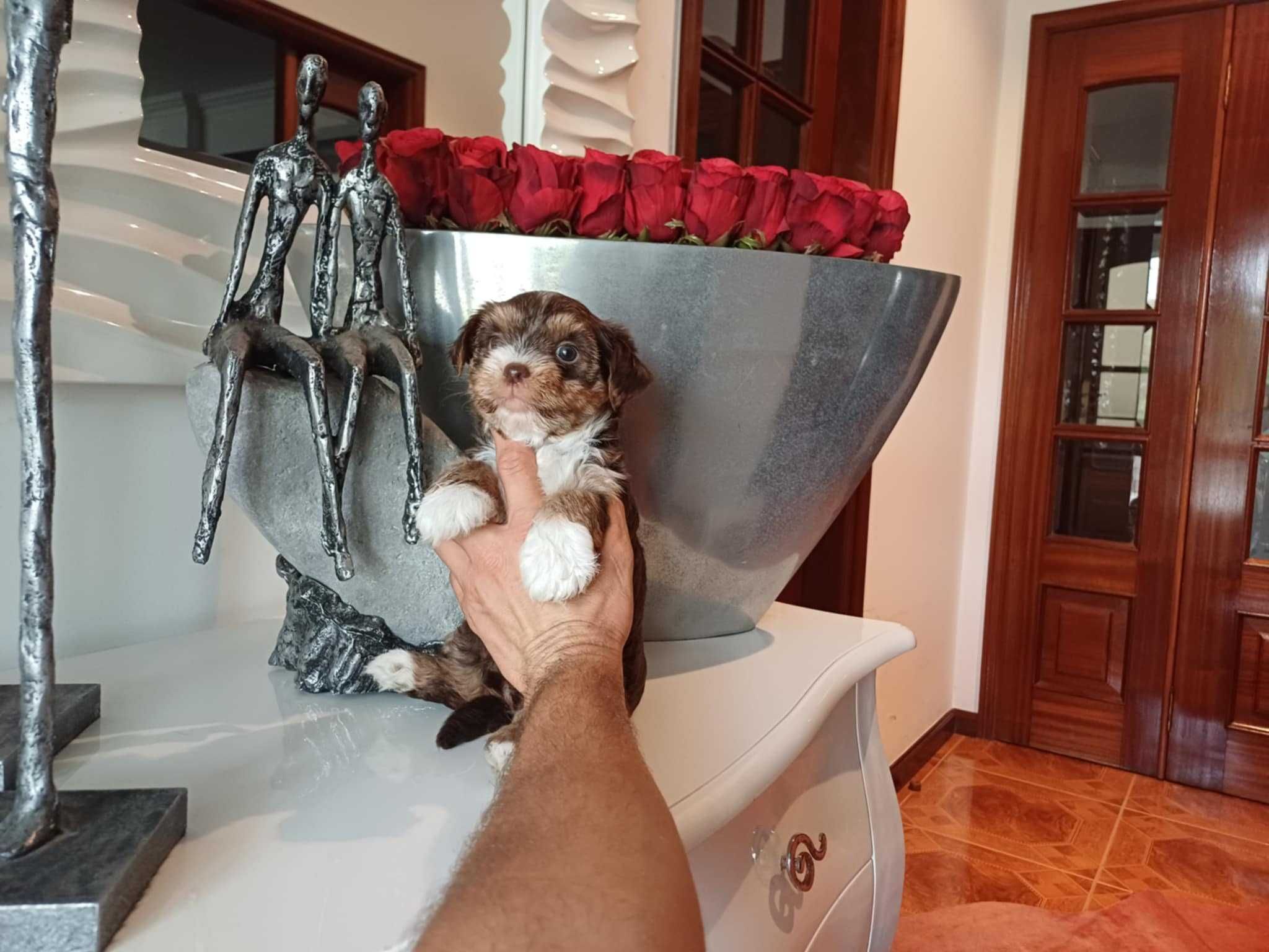 Yorkshire Terrier  Miniatura " FEMEA CHOCOLATE TAN TRICOLOR"