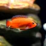 Peixe Jóia super Red Hemichromis exsul