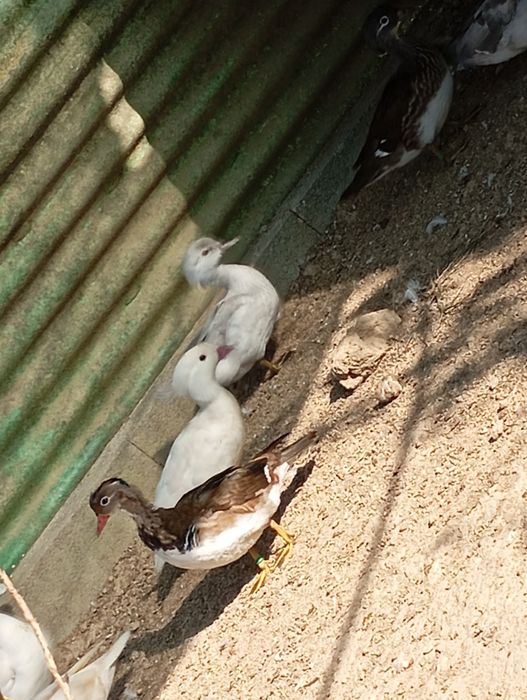 Patos Mandarim  e Carolino