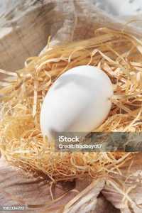 Продам інкубаційні гусині яйця великої сірої породи.