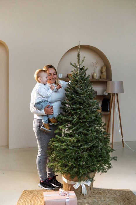 Новорічна ялиця, 190 см. Новогодняя елка