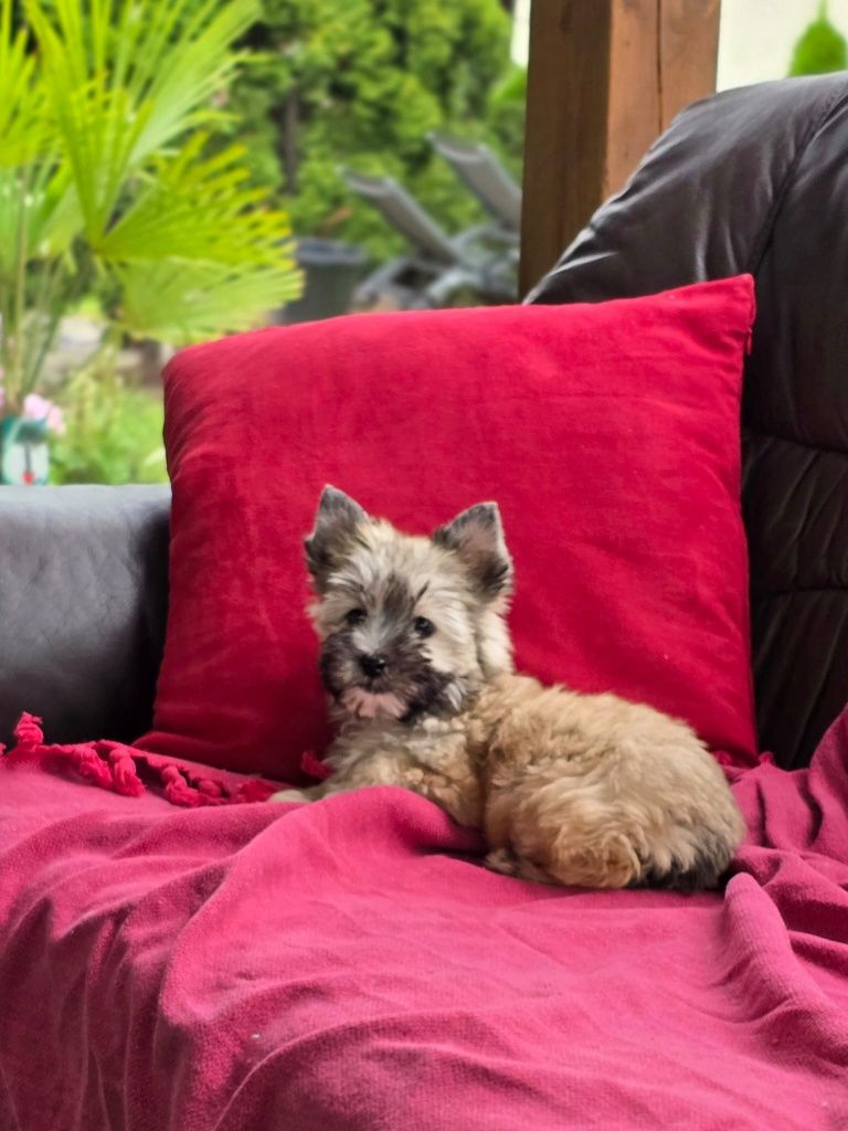 Suczka mini Yorkshire terrier