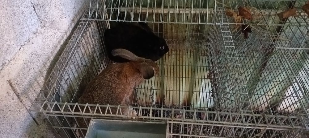 Vendo coelhos caseiros