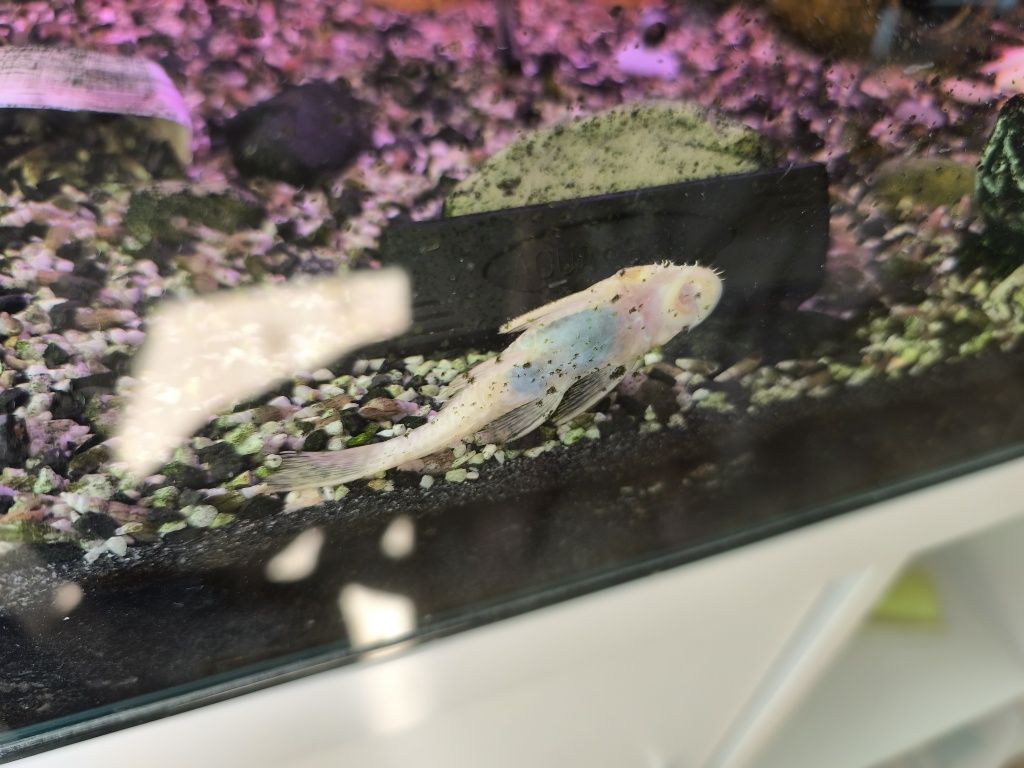 Sprzedam Skalara 8 cm