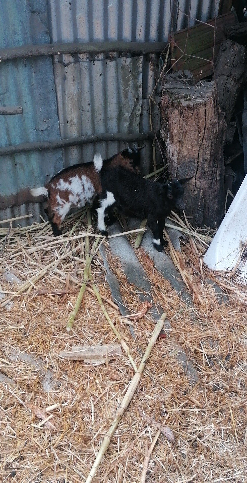 Cabras raça mini casal novas Vendo ou troco por algo do meu intresse