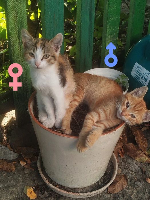 Кошенята у добрі руки