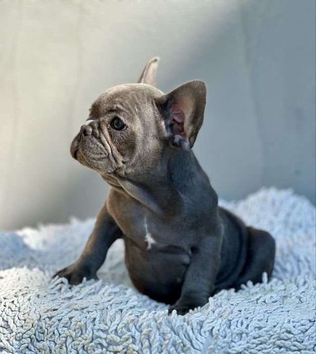 Супер французики с документами