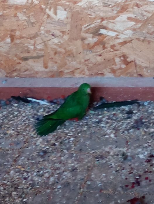 Sprzedam młoda papuge