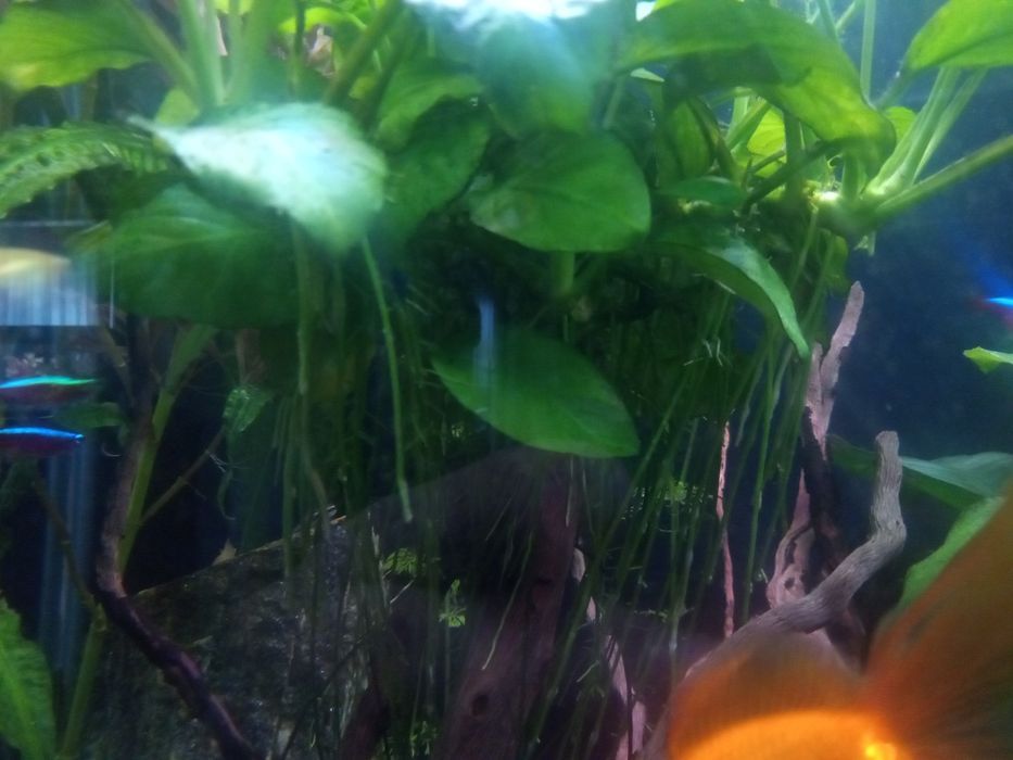 Anubias, duża odnoga, ukorzeniona