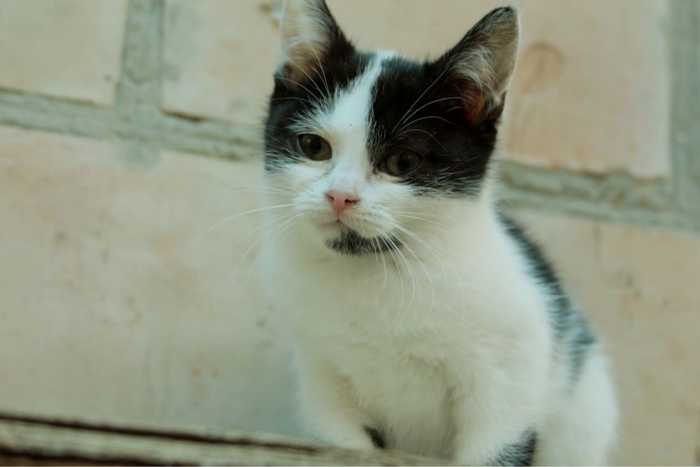 Кошеня у добрі руки