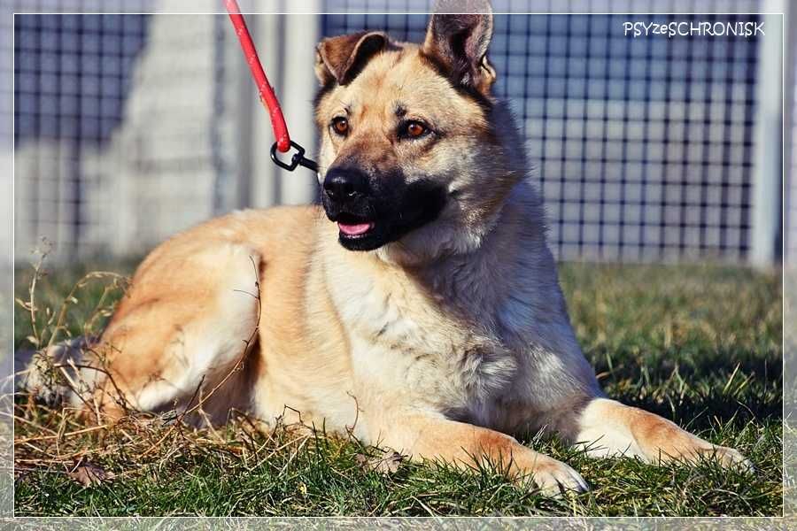 Frytka – uśmiechnięta od klapniętego ucha do ogona