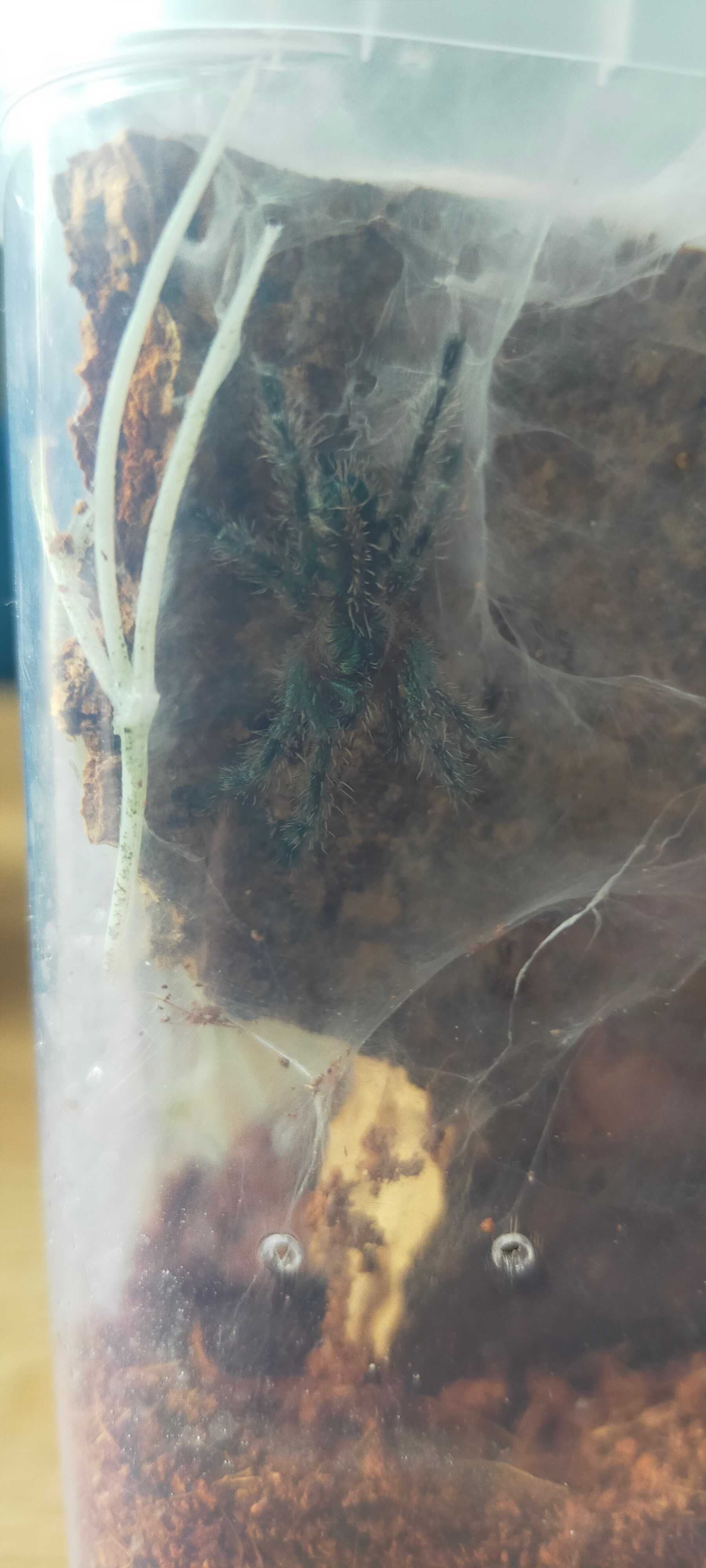 Ptaszniki Ybyrapora diversipes L5