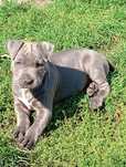 American Staffordshiere Terrier