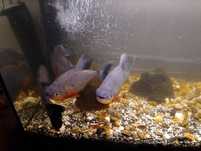 Piranie Red pacu