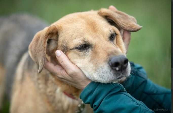IVAR miłość chodząca na czterech łapach do adopcji