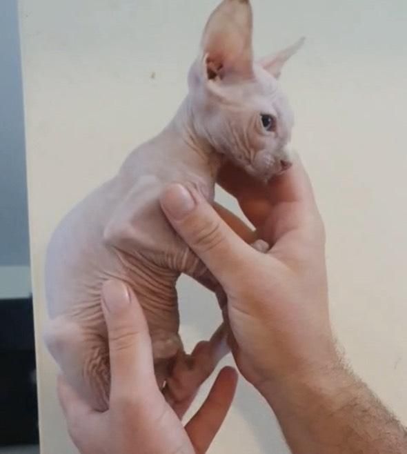 Sphynx Branco - Menino