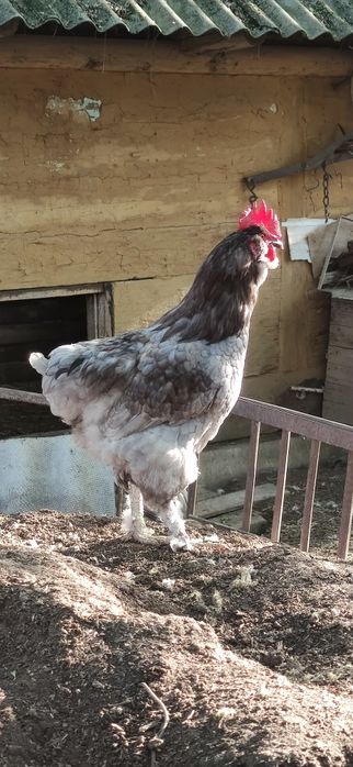 Продам домашні курчата