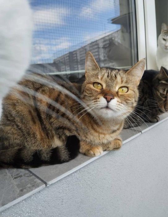 Cudowna kociczka do adopcji