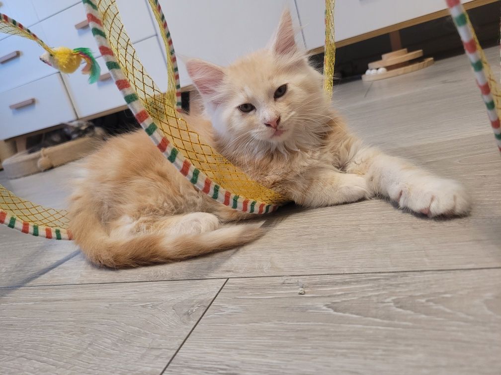 Kocurek Maine Coon z prawem hodowlanym