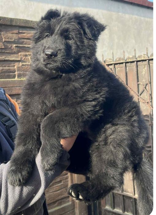 Owczarek Niemiecki długowłosy czarny