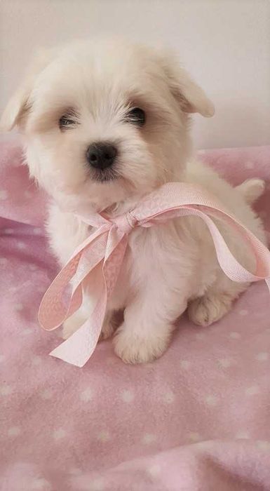 Maltańczyk Piesek, *Piękny* do odbioru.