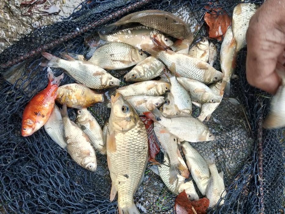 Narybek karaś żywiec pokarm dla ryb drapieżnych