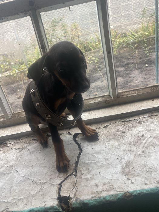 Чистокровний Доберман