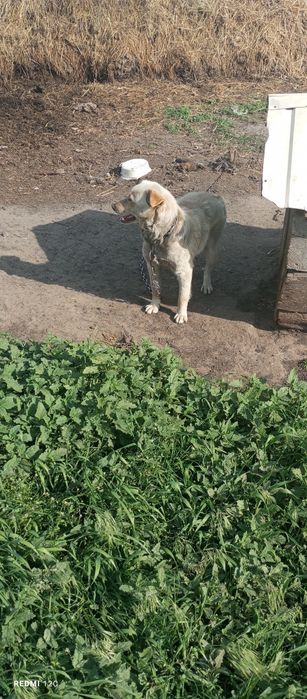 Віддамо грайливих собачок