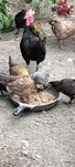 Продам карликових курей.