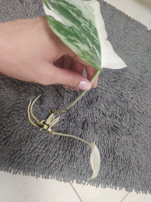 Monstera variegata aktualizacja po miesiącu