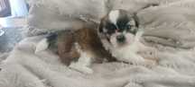 Szczenię rasy Shih-tzu-suczka
